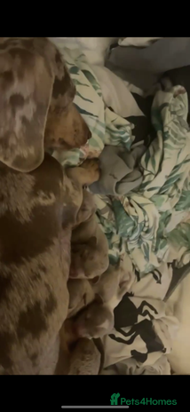 Dachshund dogs KC MINIATURE DACHSHUND PUPS FOR NEW HOMES - Advert 2