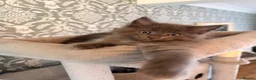 Ragcoon cats for sale: Last of litter affectionate playful Ragcoon baby  - Advert 20