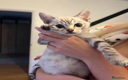 Bengal cats for sale: 3 Bengal kittens are looking for a new home 🏠 🐾 - Image 7