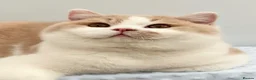 British Shorthair cats for sale: Beautiful British Kittens - Advert 5