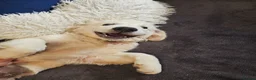 Golden Retriever dogs for sale: ❤️❤️❤️ Beautiful KC Golden Retriever puppies❤️❤️❤️ - Advert 28