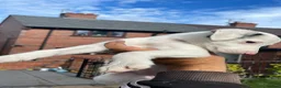 Mixed Breed dogs for sale: Lurcher pups - Advert 4