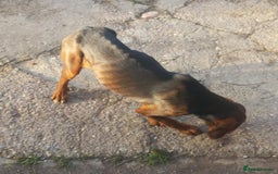 Mixed Breed dogs for adoption: RUNA - a Superb girl, for a Loving Home - Image 4