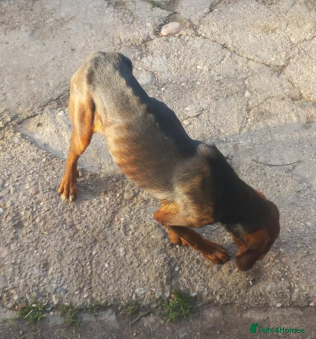 Mixed Breed dogs for adoption: RUNA - a Superb girl, for a Loving Home - Image 4