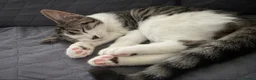 Mixed Breed cats for sale: Beautiful 1 year old female tabby in Bordon - Advert 2