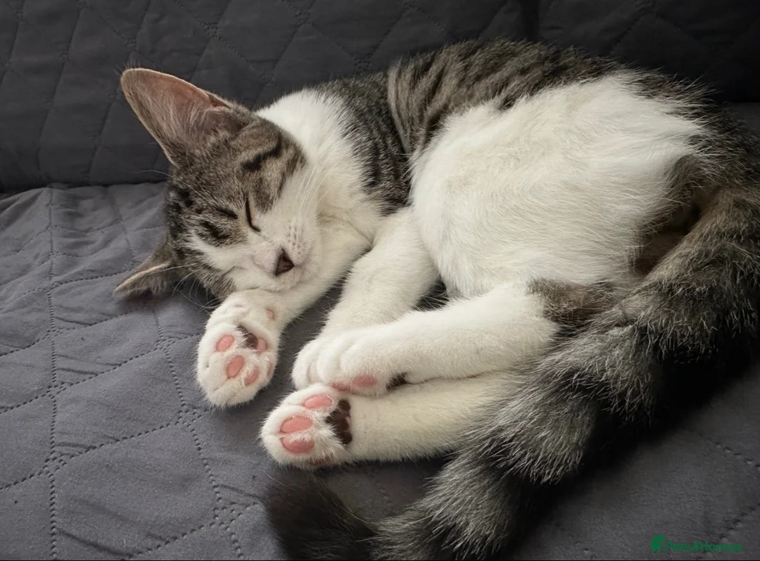 Mixed Breed cats for sale: Beautiful 1 year old female tabby in Bordon - Advert 2
