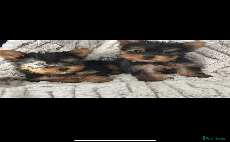 Yorkshire Terrier dogs - Advert 1