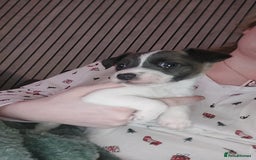 Jack Russell dogs for sale: Male puppy  - Image 3