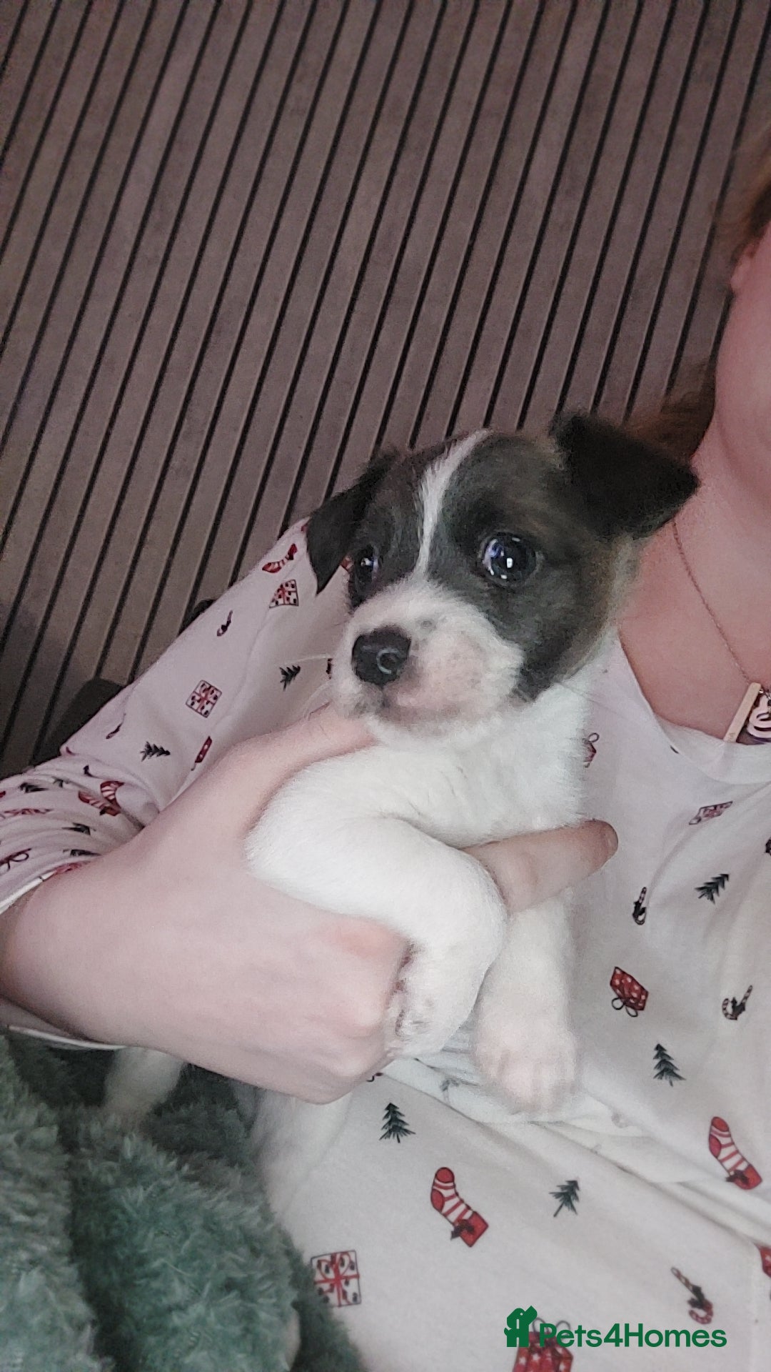 Jack Russell dogs for sale: Male puppy  - Image 3