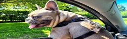 French Bulldog dogs for stud: French bulldog stud in Harrow - Advert 4