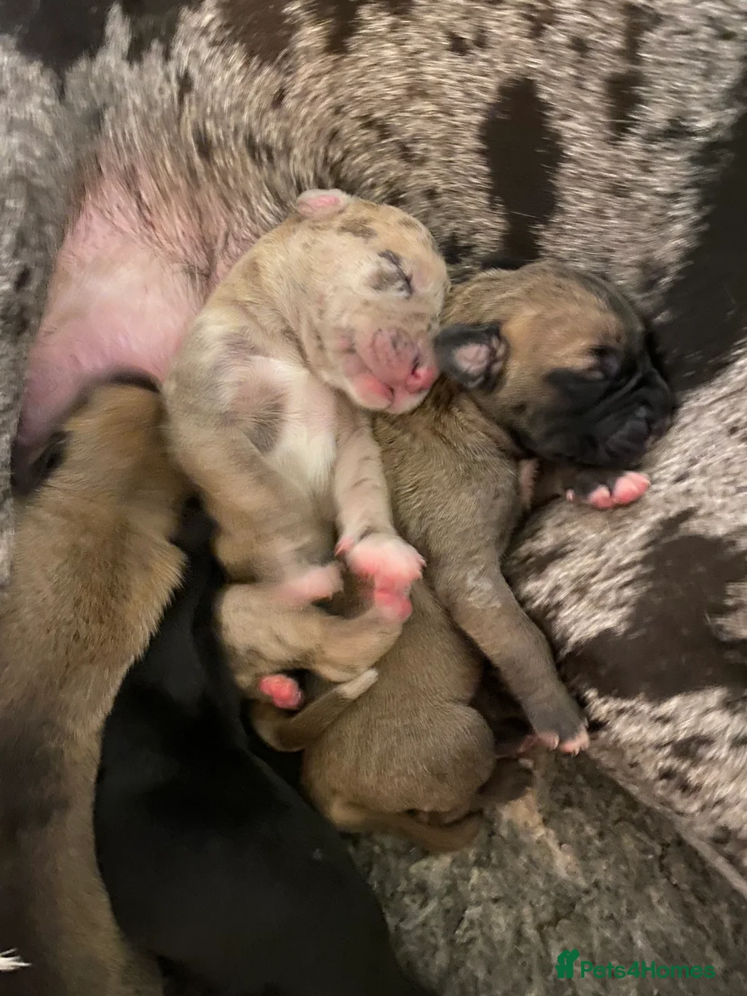 Great Dane dogs for sale: Beautiful kc reg Great Dane puppies - Advert 7