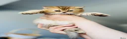 British Shorthair cats for sale: 🌟 Luxury Champion line Golden BSH🌟 - Advert 21