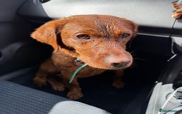 Labrador Retriever dogs for sale: Beautiful fox red Labrador  - Image 2