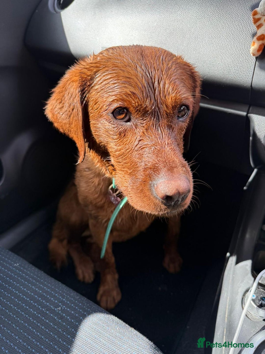 Labrador Retriever dogs for sale: Beautiful fox red Labrador  - Image 2