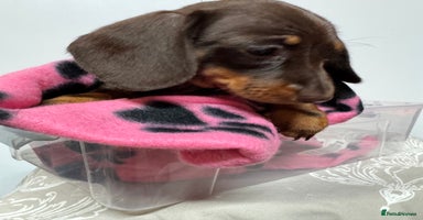 Miniature Dachshund dogs CHOCOLATE & CREAM MINIATURE DACHSHUND GIRL PUPPY  - Advert 5