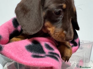 Miniature Dachshund dogs CHOCOLATE AND CREAM DACHSHUND PUPPY - Advert 5