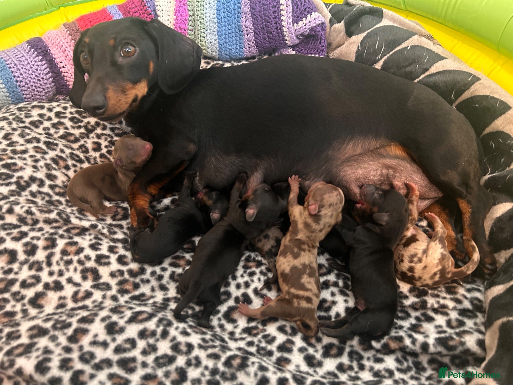 Miniature Dachshund dogs Beautiful cuddly miniature dachshund puppies  - Advert 5