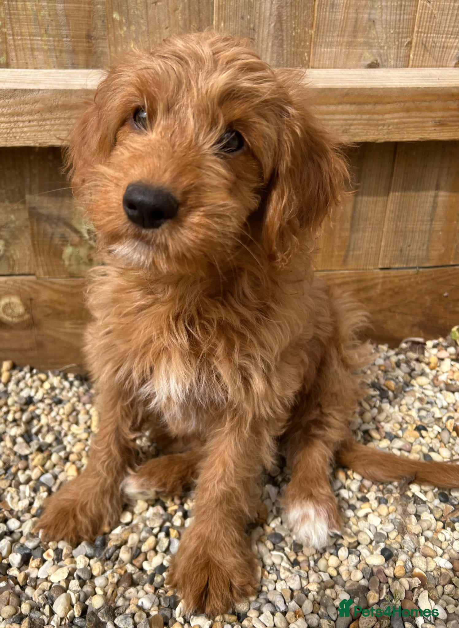 Mixed Breed dogs Tollerdoodle *last remaining Girl Available* Now - Advert 12