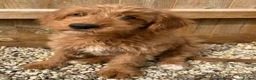 Mixed Breed dogs for sale: Tollerdoodle *last remaining Girl Available* Now - Advert 3