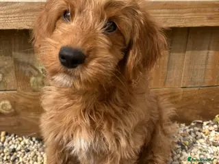 Mixed Breed dogs Tollerdoodle *last remaining Girl Available* Now - Advert 10