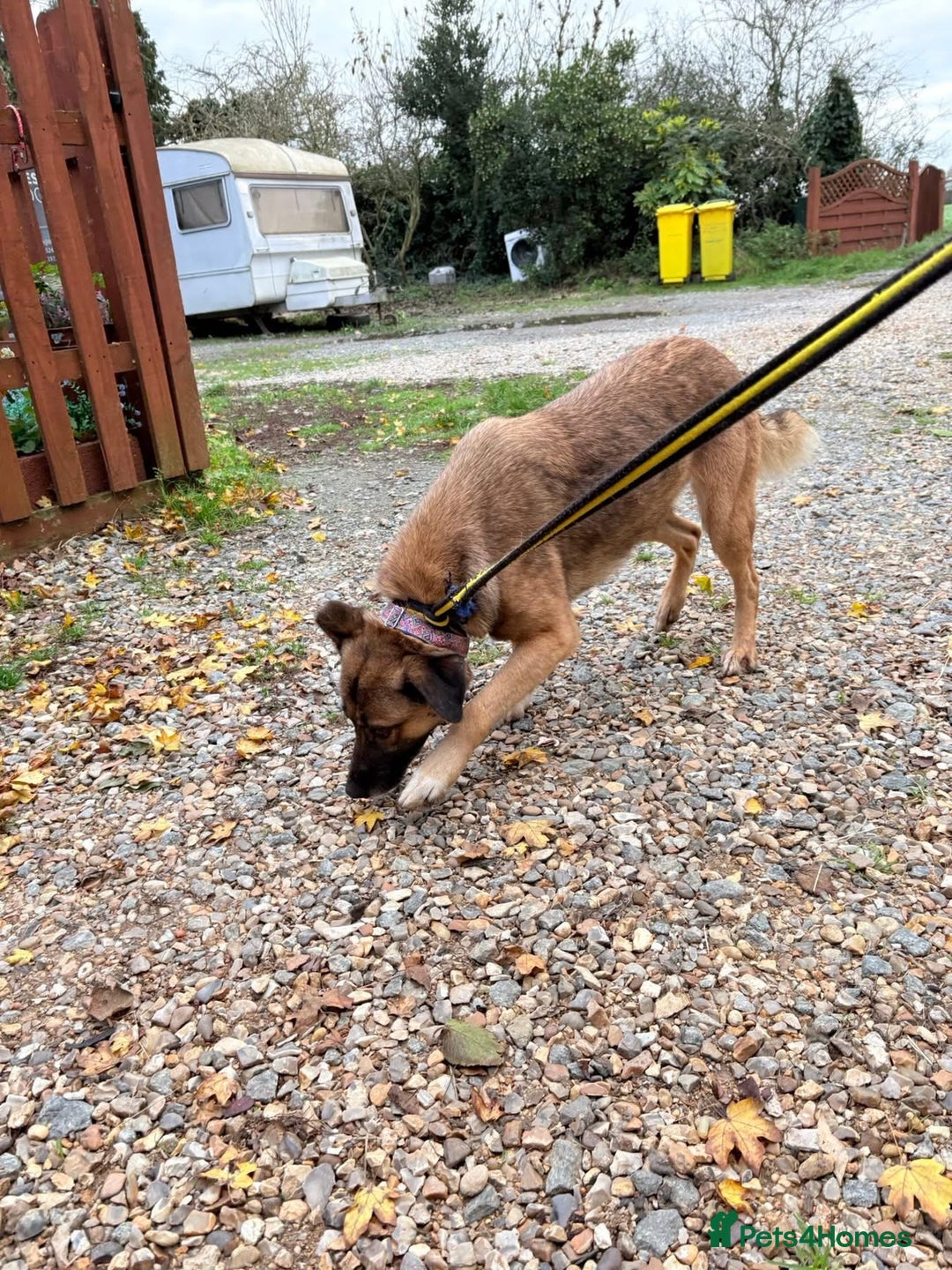 Mixed Breed dogs for adoption: Amelia - Daventry Northamptonshire  - Advert 8