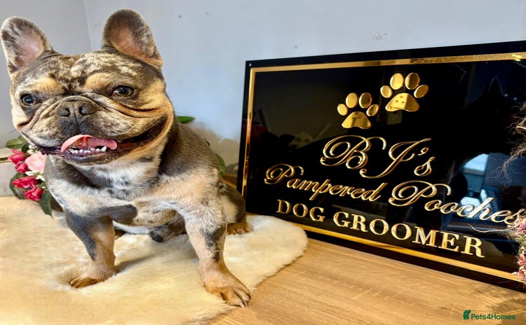 French Bulldog dogs - Advert 8