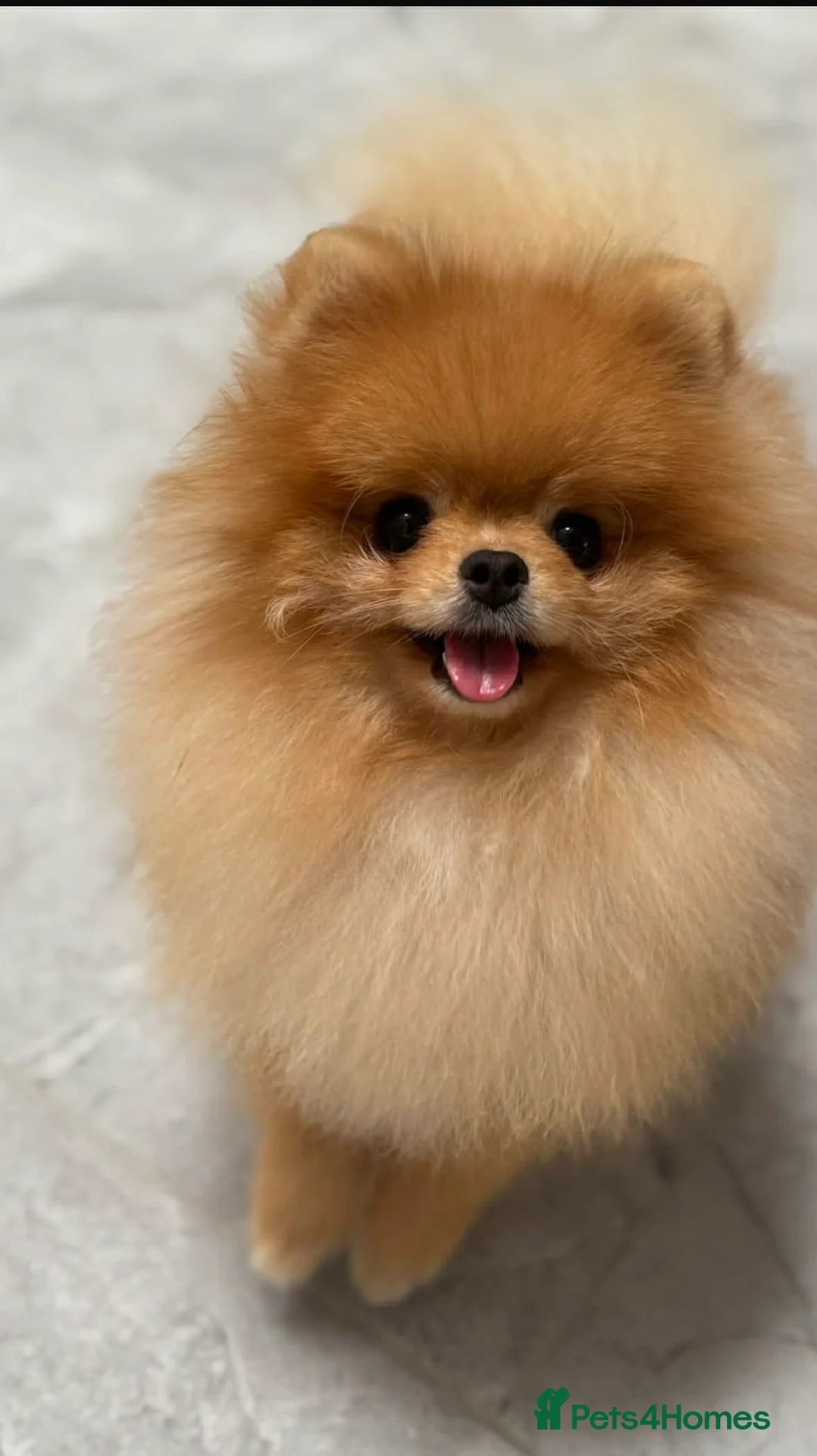Pomeranian dogs for stud: Beautiful Tiny fluffy Pomeranian stud - Advert 1