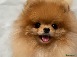 Pomeranian dogs Beautiful Tiny fluffy Pomeranian stud - Advert 18