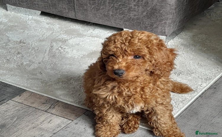 Cockapoo dogs - Advert 1