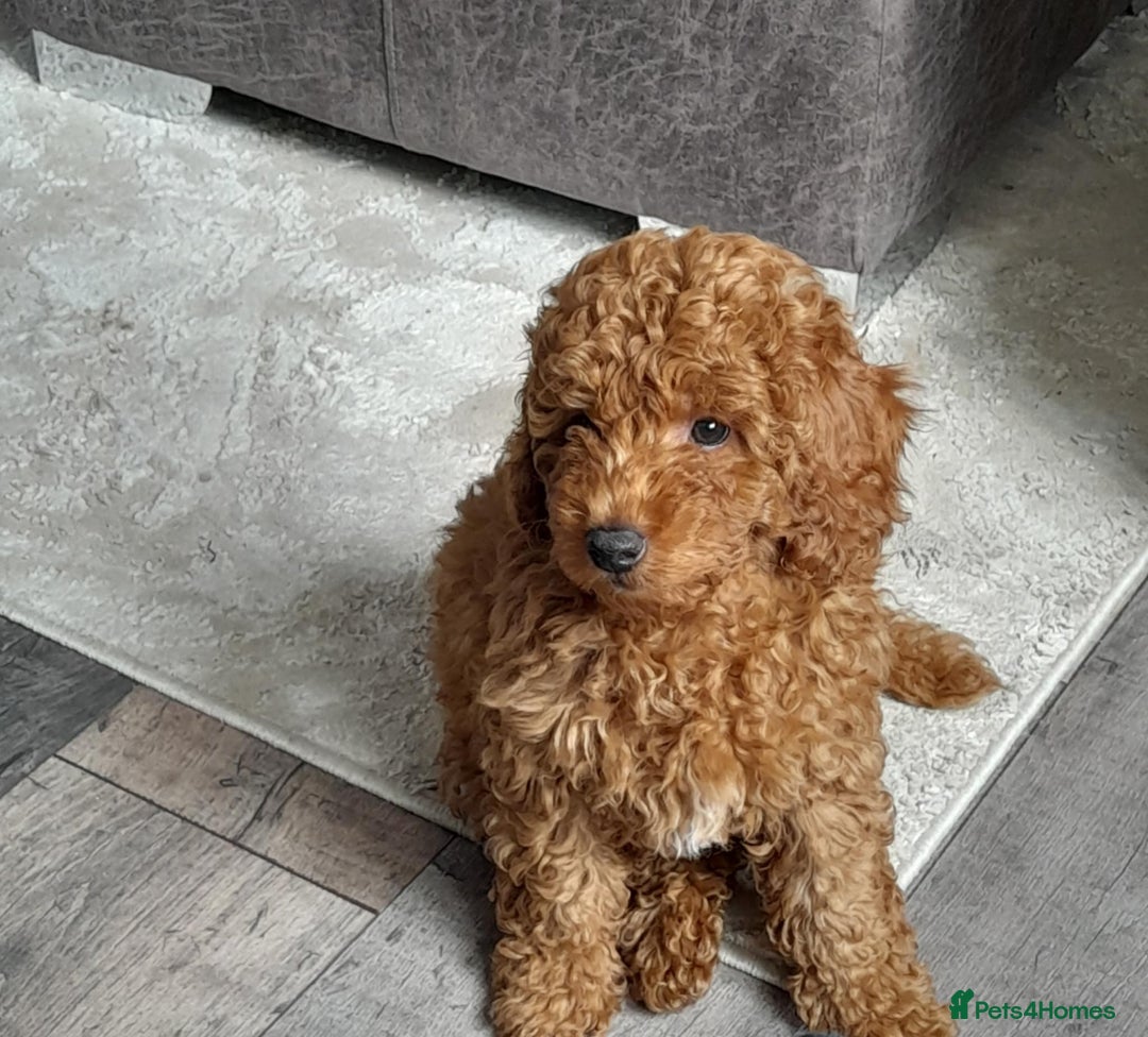 Cockapoo dogs for sale: F1 cockerpoo  - Image 1
