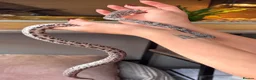 Corn Snake reptiles for sale: Gorgeous Cinder Corn Snake and full set up in Andover - Advert 5