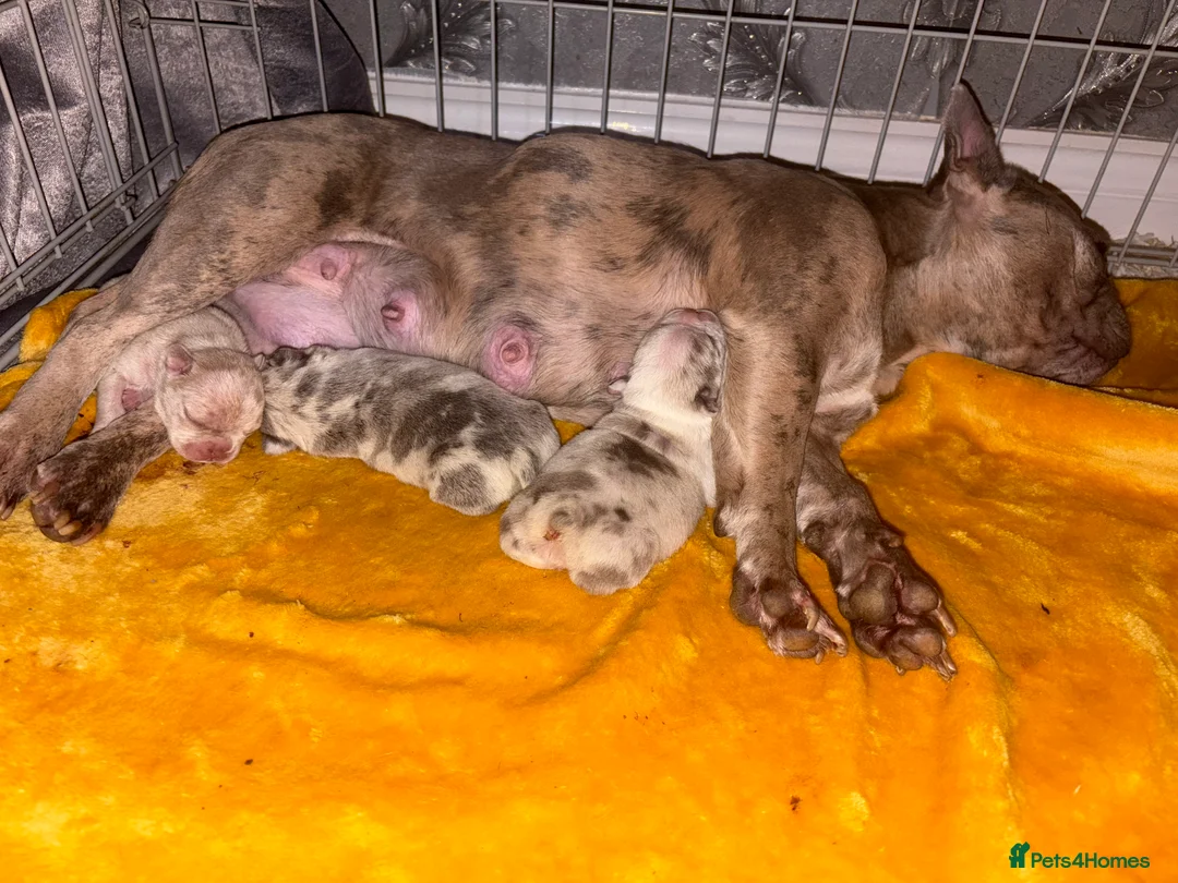 French Bulldog dogs for sale: French bulldog puppies  - Advert 2