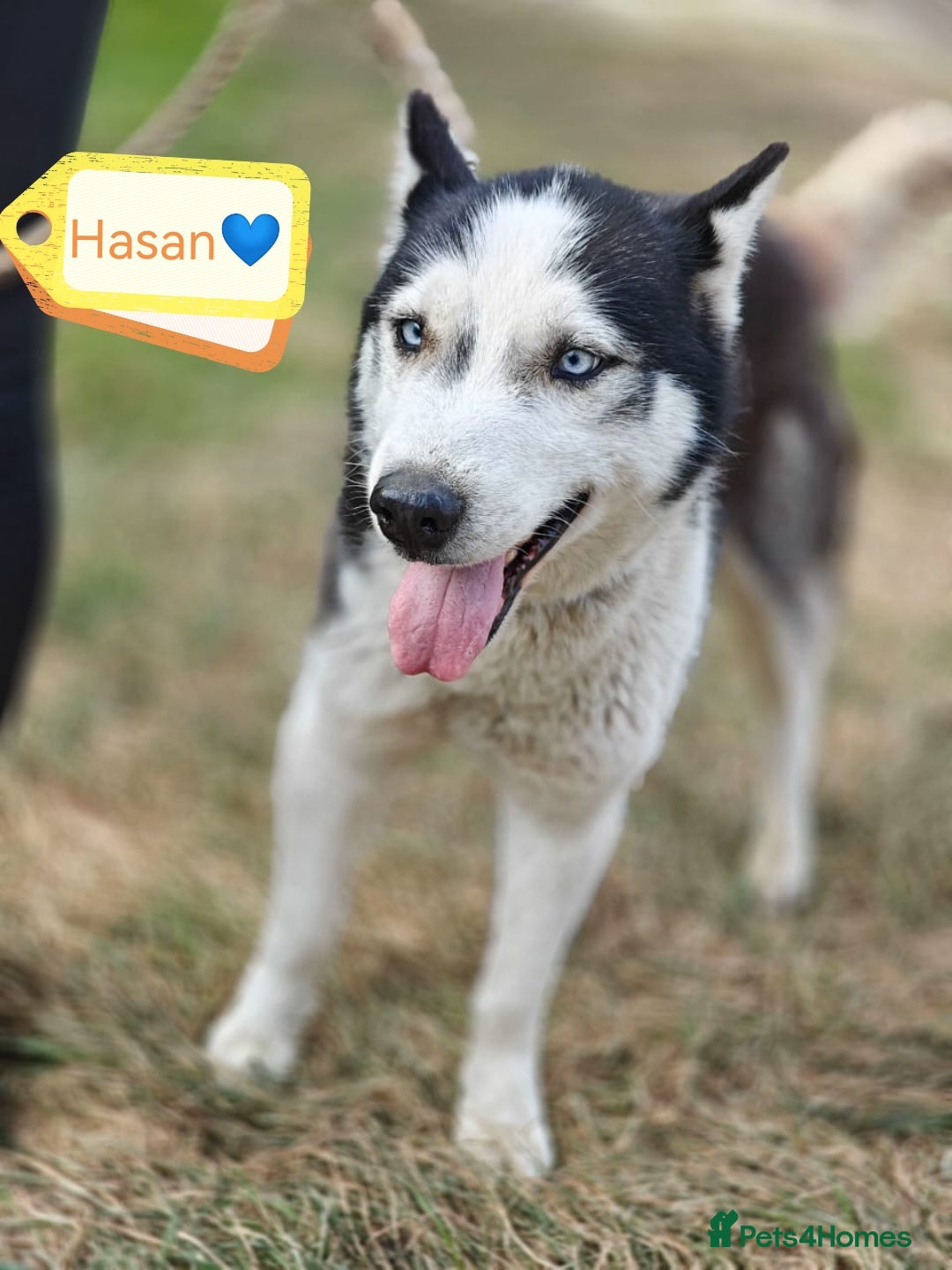 Siberian Husky dogs for adoption: 💙🐶 HASAN 🐶💙 - Image 11