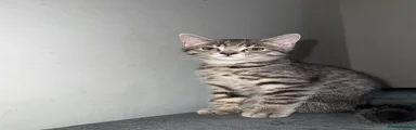 Kitten 1