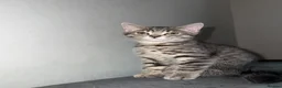 British Shorthair cats for sale: BSH CROSS KITTEN  - Advert 3