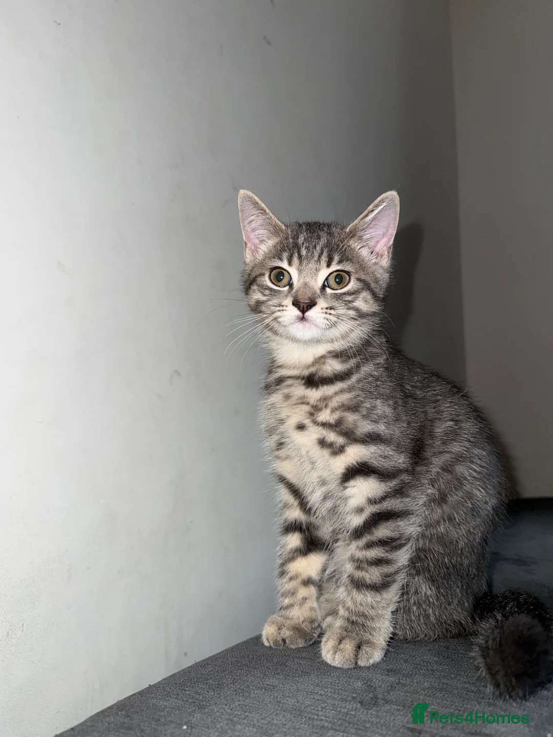 British Shorthair cats for sale: BSH CROSS KITTEN  - Advert 5