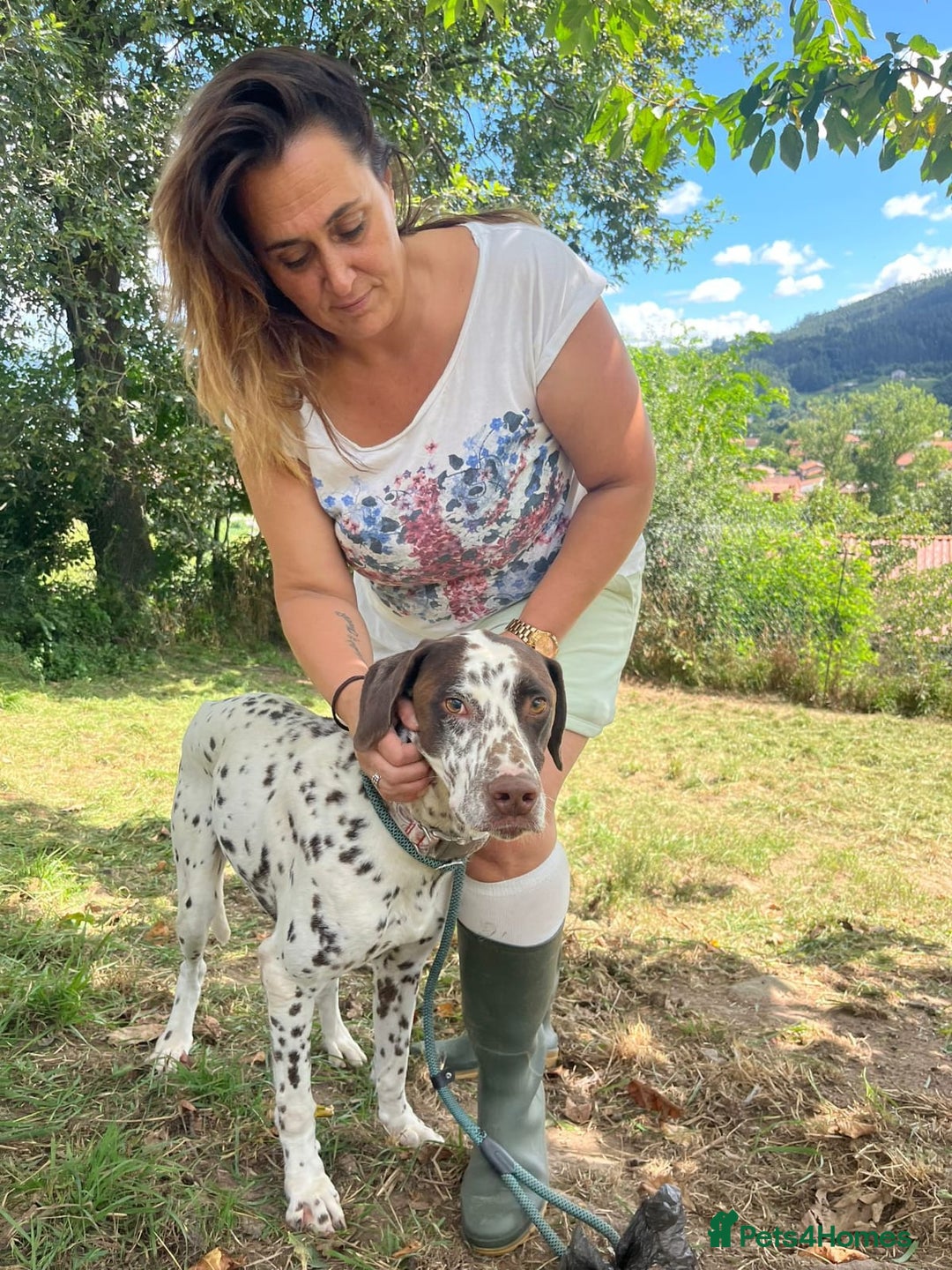 German Shorthaired Pointer dogs for adoption: Domino, a stunning young pointer cross - Image 2
