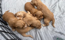 Cocker Spaniel dogs for sale: Cocker spaniel puppies - Image 1