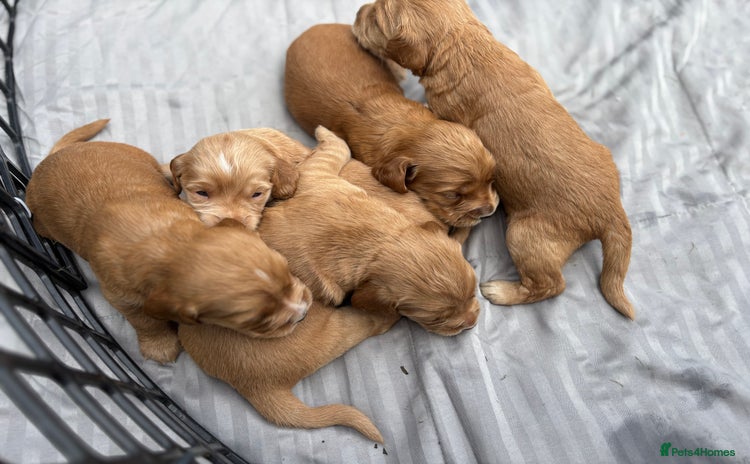 Cocker Spaniel dogs - Advert 1