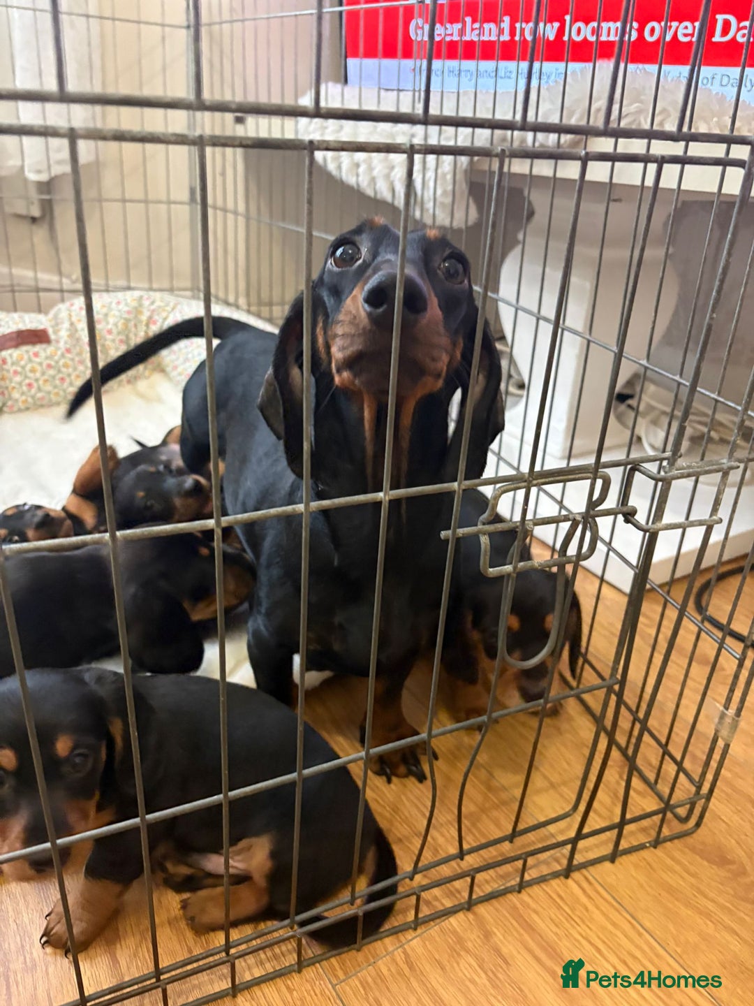 Dachshund dogs for sale: 6 beautiful dachshund puppies for sale 800 - Advert 6