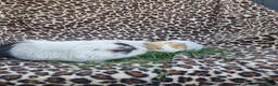 Guinea Pig rodents for sale: Mother & daughter duel  - Advert 8