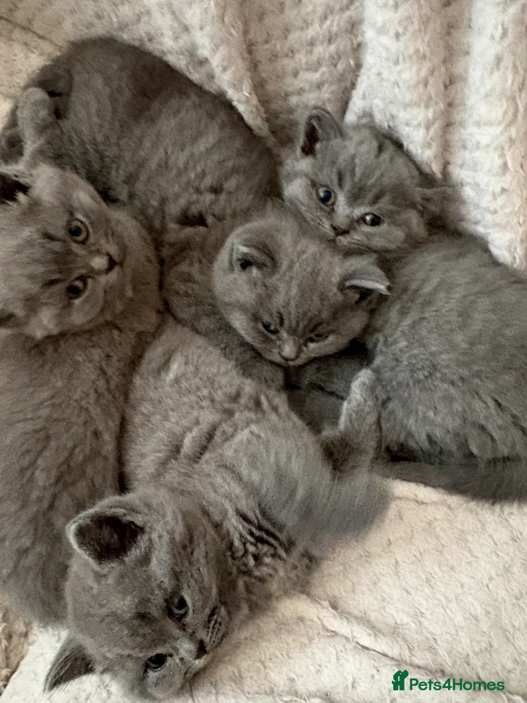 British Shorthair cats for sale: Pru and piper babies  - Advert 10