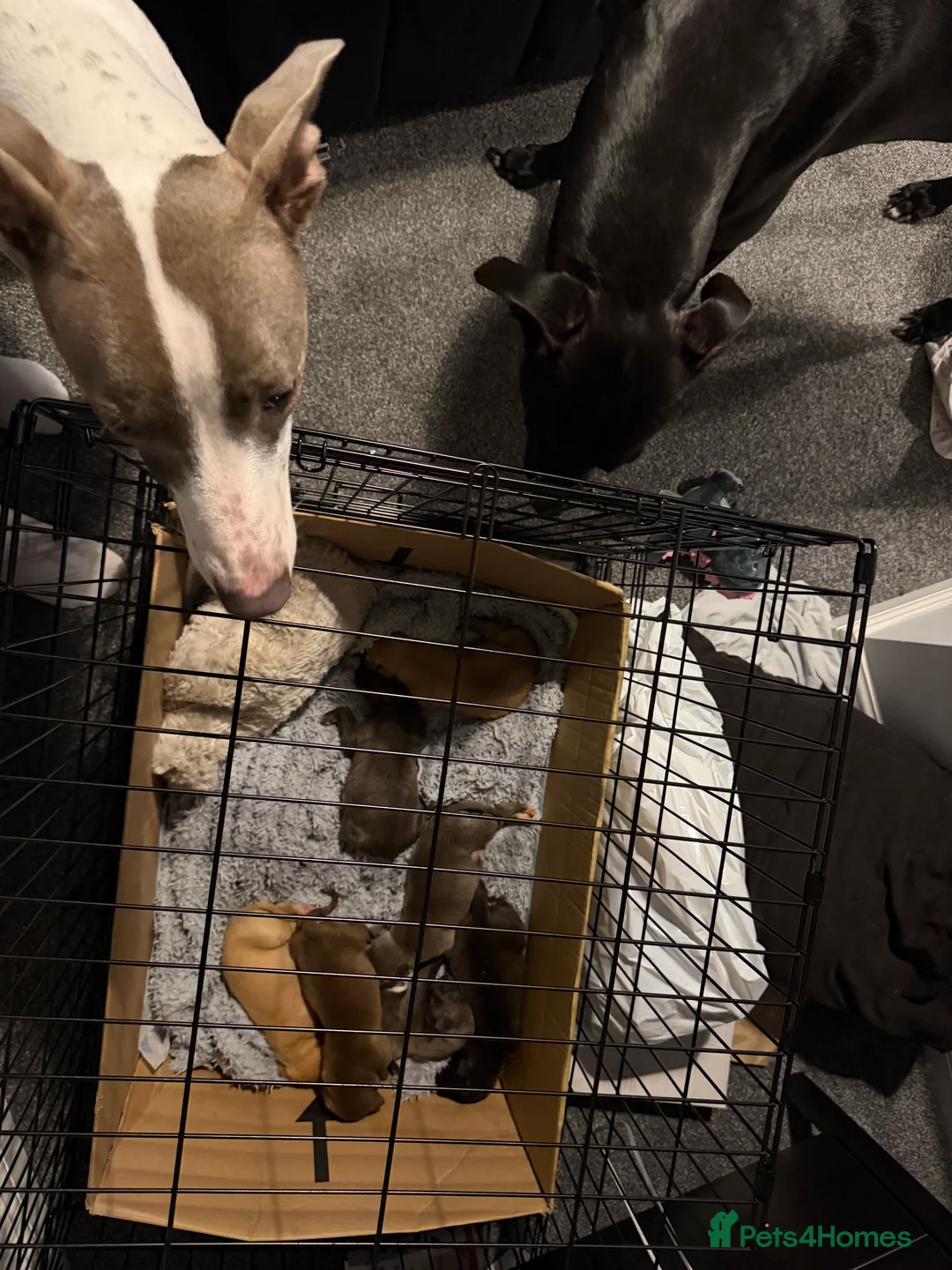 Mixed Breed dogs for sale: Bull Greyhounds (Lurchers) - Advert 2