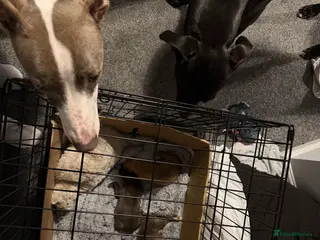 Mixed Breed dogs Bull Greyhounds (Lurchers) - Advert 1