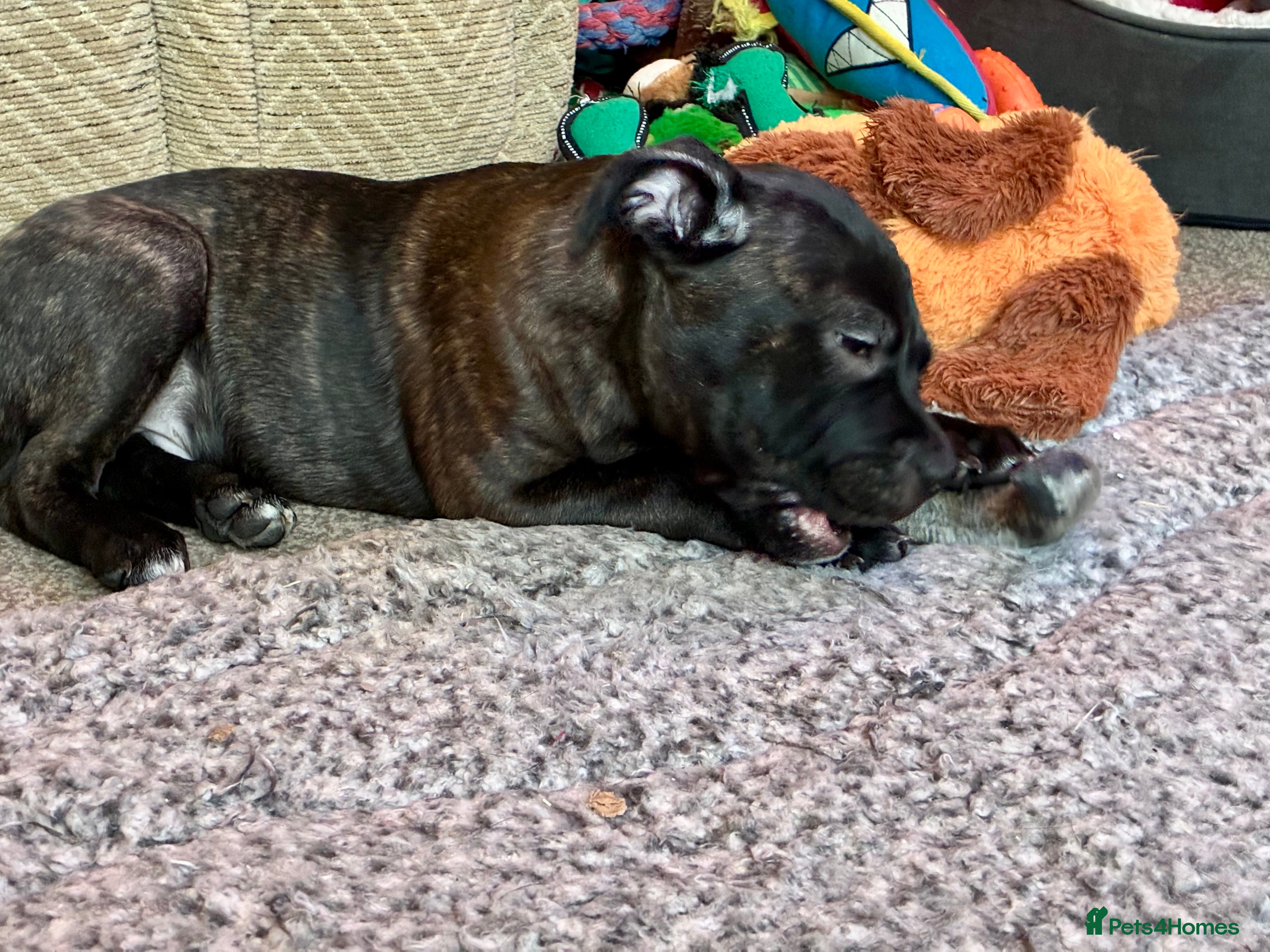 Staffordshire Bull Terrier dogs Champion bloodlines Kc mother puppy - Advert 1