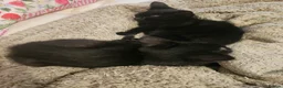 Mixed Breed cats for sale: 2 beautiful black kittens only girls available. - Advert 2