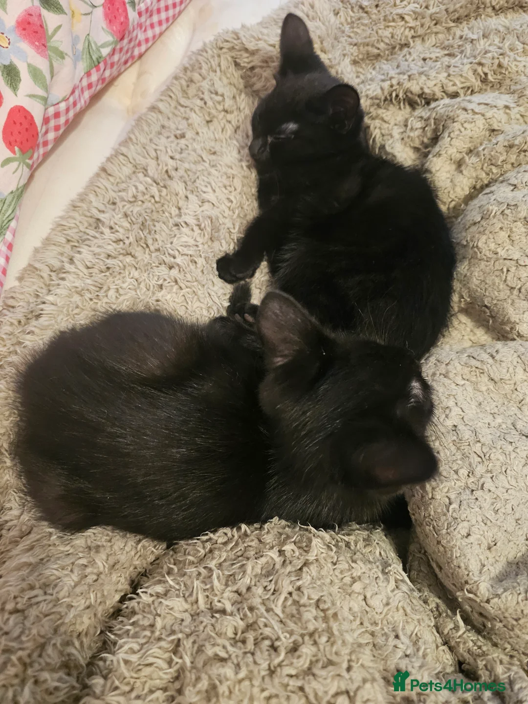 Mixed Breed cats for sale: 2 beautiful black kittens only girls available. - Advert 2