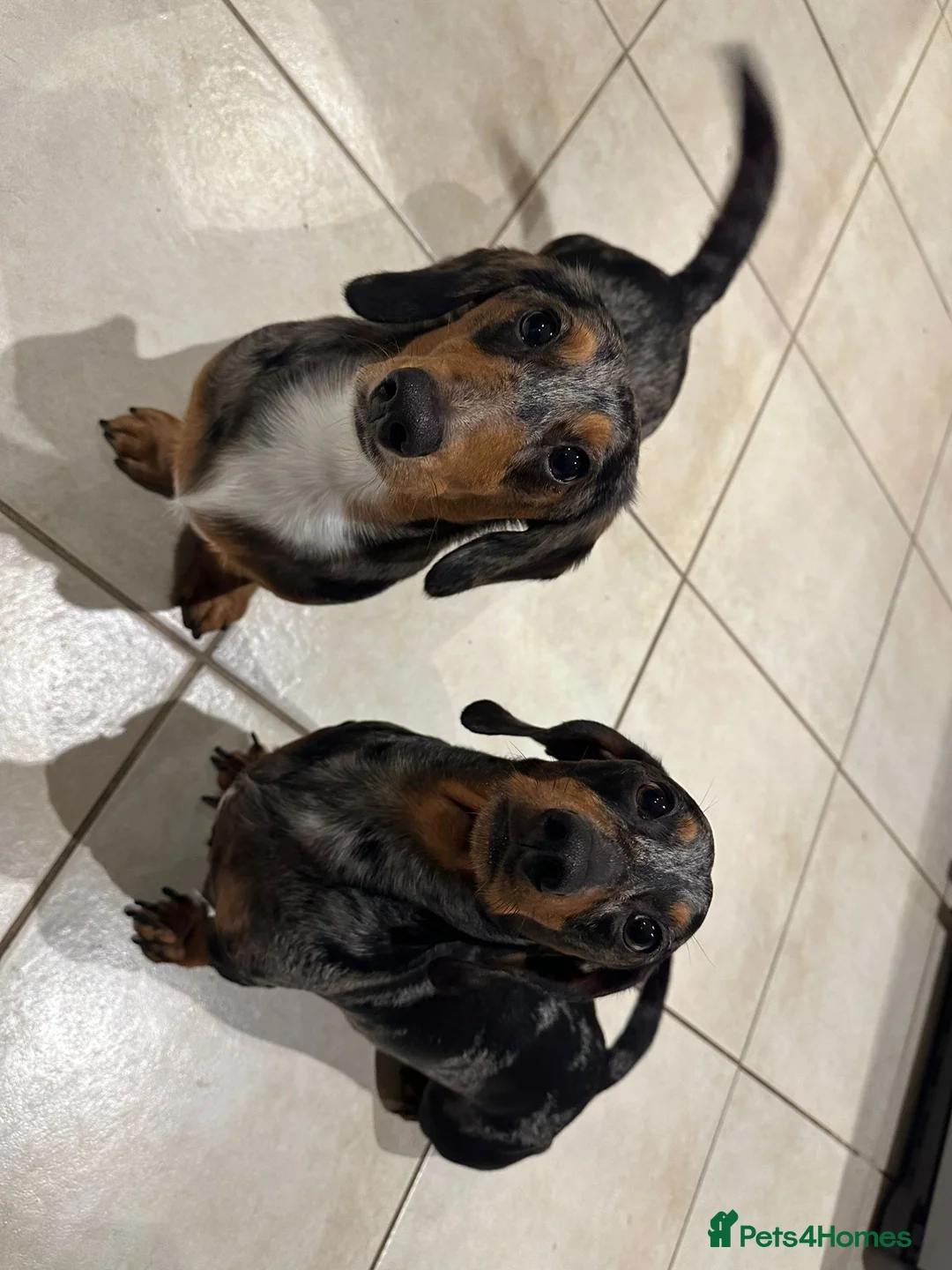 Dachshund dogs for sale: Two Male Dapple Sausage Dogs  - Advert 1