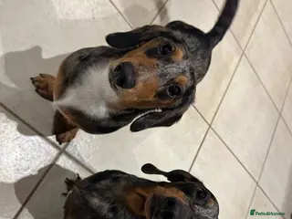 Dachshund dogs Two Male Dapple Sausage Dogs - Advert 1