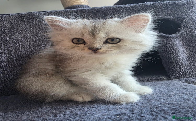 Persian cats - Advert 7